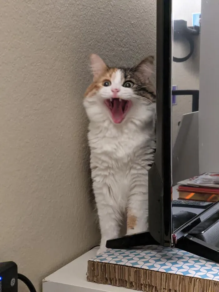 This Is The Funniest Picture I've Ever Taken Of Basil