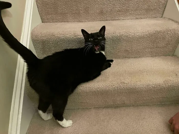 Current Petting Insufficient, Additional Pets Must Be Applied To Proceed Up The Stairs