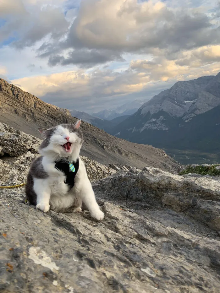 Meowtaimber