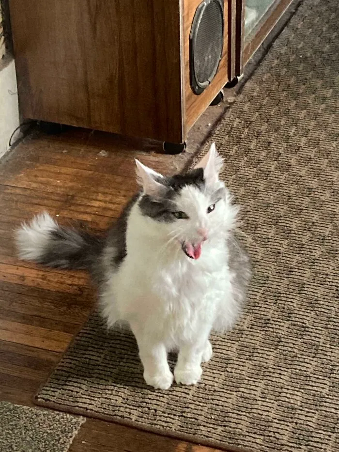 Doobie Burns, My Best Boy, Passed Away Yesterday Suddenly. My Mom And I Were There For Him As He Crossed The Rainbow Bridge. I Miss Him So Much