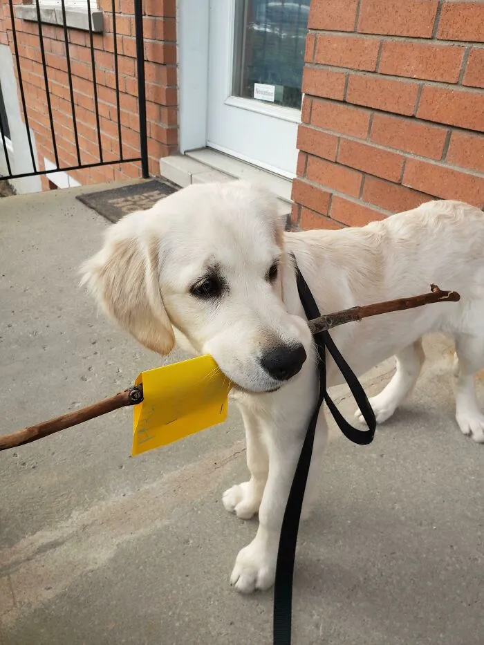 Nuestros vecinos gemelos de 4 años dejaron un pequeño regalo para Fira. Le encantó tanto que lo llevó durante todo su paseo