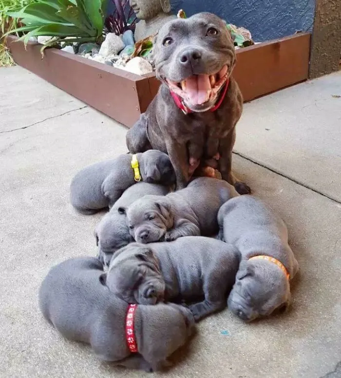 Esta orgullosa mamá pitbull y sus adorables cachorros me alegraron el día