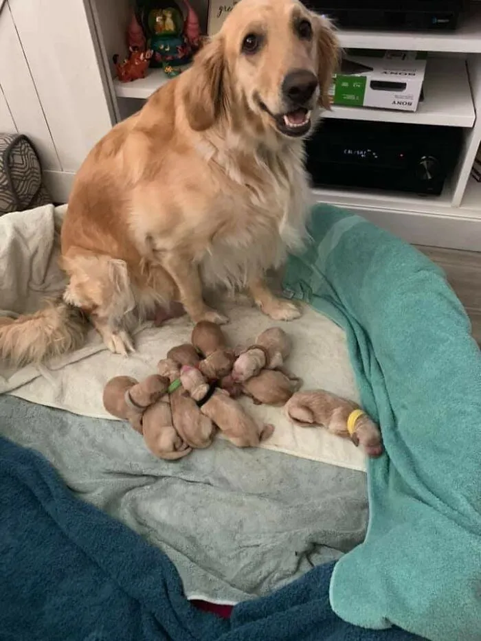 Esta es Jessie, una madre orgullosa de diez