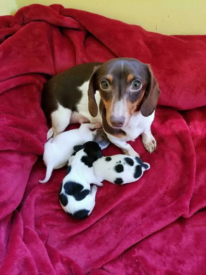 Mamá orgullosa con sus nuevos bebés