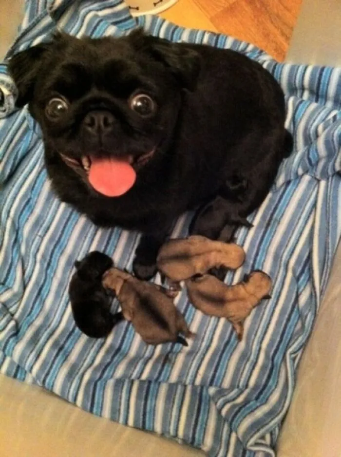 Mamá pug orgullosa