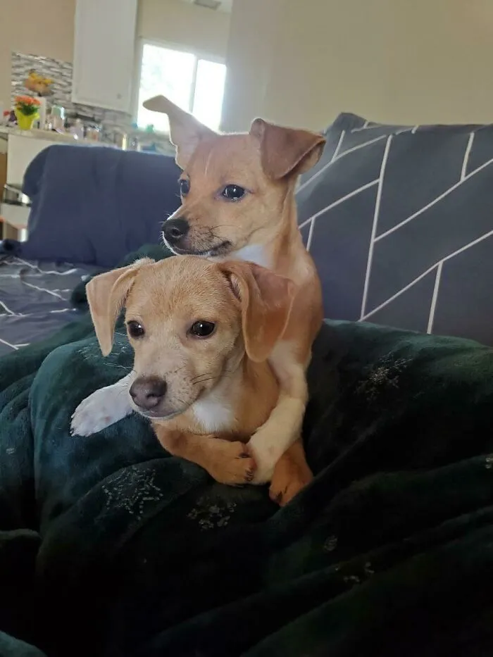 Anytime Someone Asks To Adopt The Pups Separately I Send Them This Picture