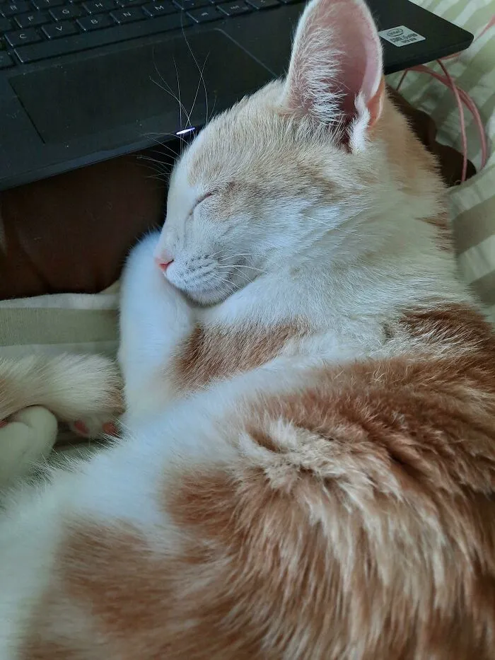 I'm Newly A Divorced Single Mom. I Adopted This Guy Who Had Been Returned To The Shelter. He Thanks Me Every Day...but He's Got No Idea How Thankful I Am For Him