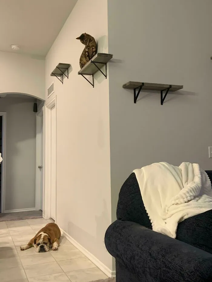 We Adopted A Bulldog Yesterday The Cat Clearly Was Not Excited About It
