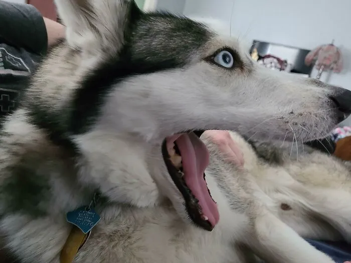 I Grew Up Thinking Huskies Were Majestic. Then I Adopted Argo