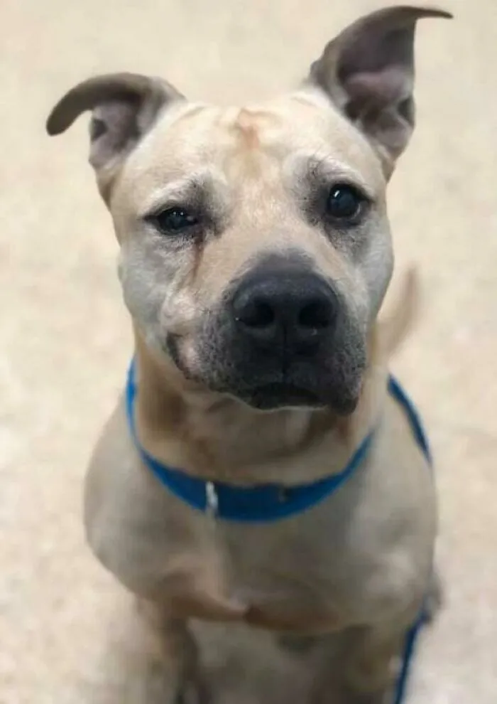"Old Man Ed's "I'm Getting Adopted!" Smile Is Both Handsome And Proud" I Am Getting Along Well With The Old Man 