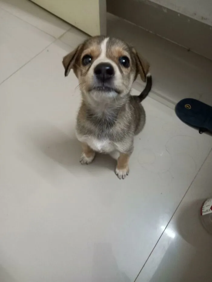 Adopted A Stray. Meet Sushi Roll