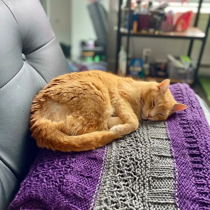 So, I Adopted My First Cat He’s A Senior With Arthritis, Kidney Disease, And Bad Teeth, But He’s The Absolute Sweetest Boy; It Was Love At First Sight He’s Only Been Here For An Hour, But He Seems To Be Settling Into His Retirement Home Nicely