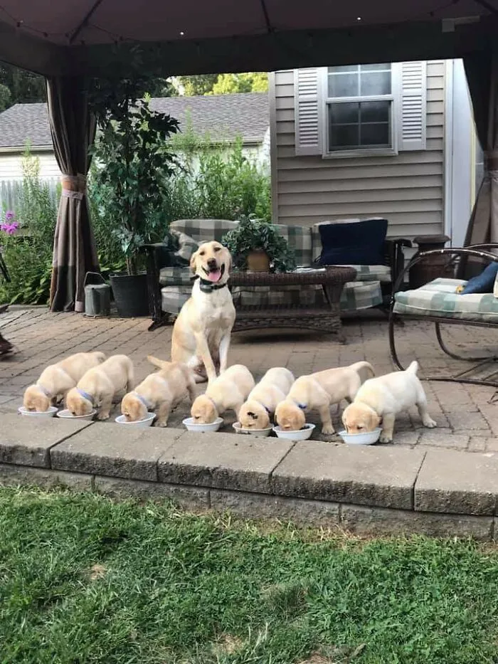 Madre orgullosa a la hora de la cena