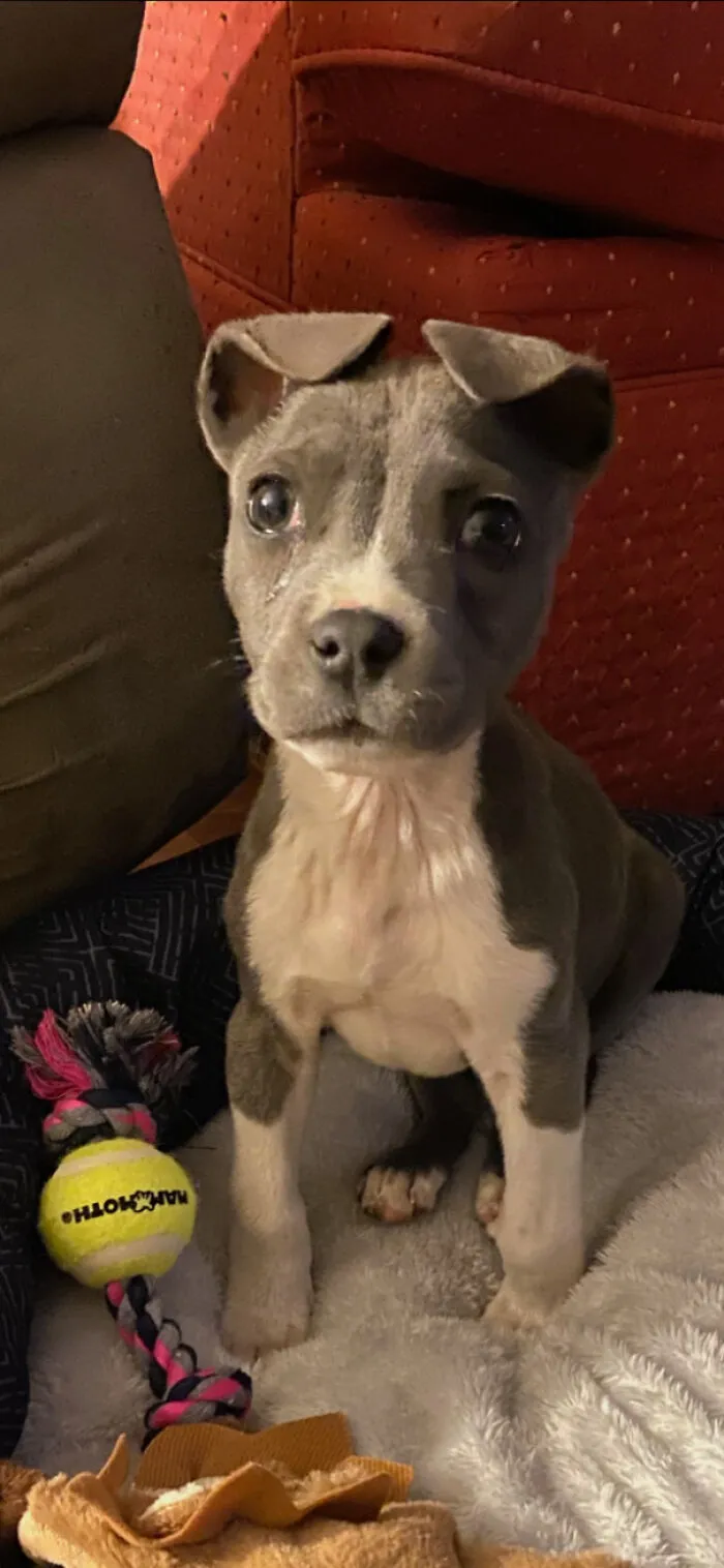 Meet Zoey Everyone! My Little 4lb Peanut I Rescued From The Side Of The Road