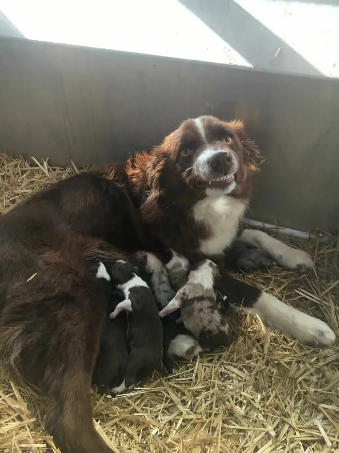 Orgullosa mamá canina