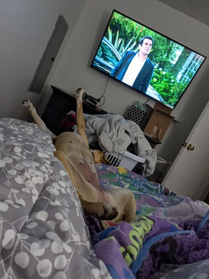 Adopted A Dog Last Week. This Is How She Slept The Other Night