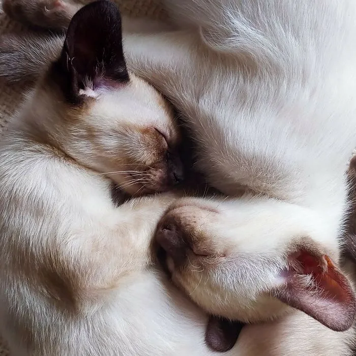 Adopted Two Little Meezers. Named Them Yin And Yang