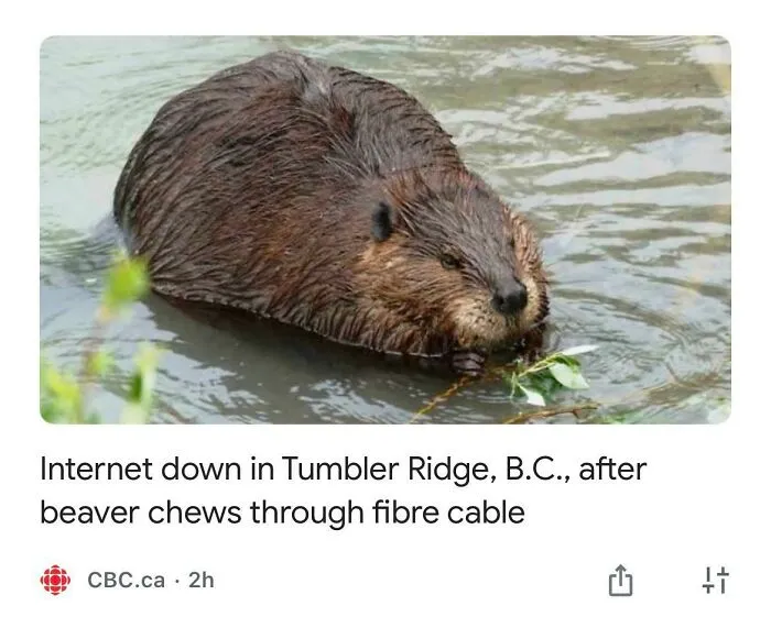 Unironically Canadian It Gore