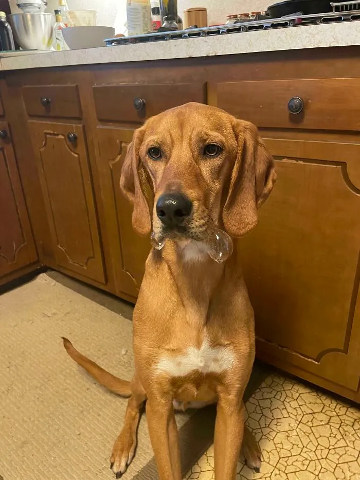 He Blows Bubbles When He’s About To Eat