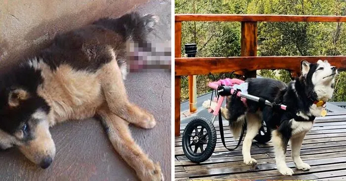 Owners Exploited This Husky Until She Could No Longer Walk And Produce Puppies - This Woman Gave Her A Second Chance In Life