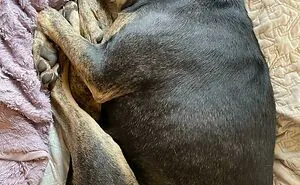 50 Times People Encountered Such Wholesome Dogs, They Just Had To Spread The Joy (New Pics)