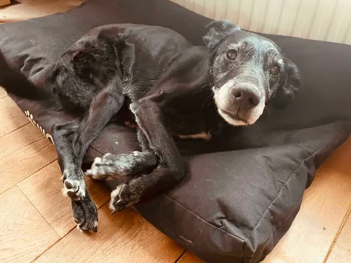 El viejo es sordo. Lo despierto usando mi olor para no asustarlo tocándolo cuando está dormido. Aquí está el momento en que me reconoce por mi olor. Buen chico