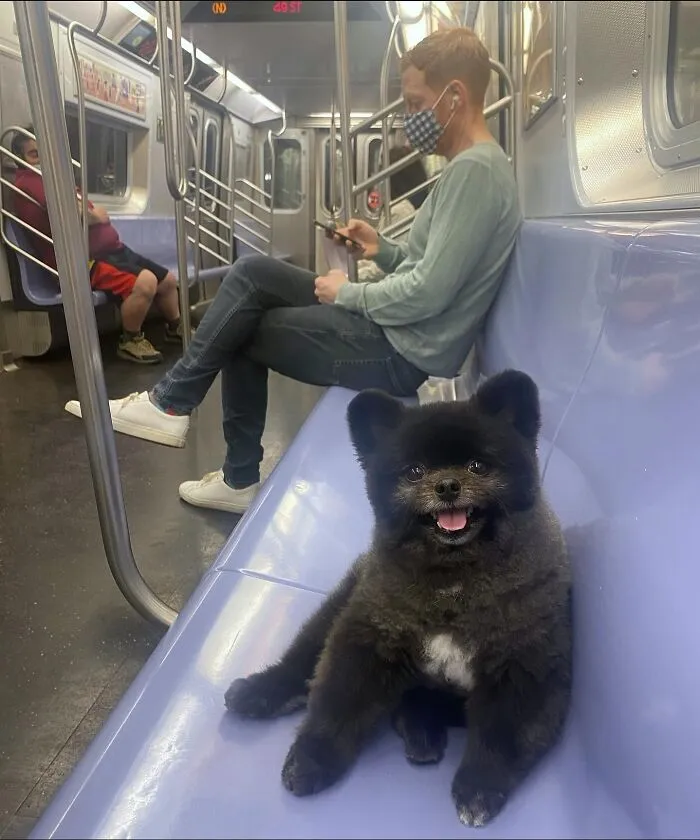 I Swear This Dog Is Literally A Teddy Bear