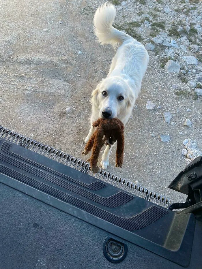 Soy un repartidor de Amazon y hoy fui recibido por esta cosita