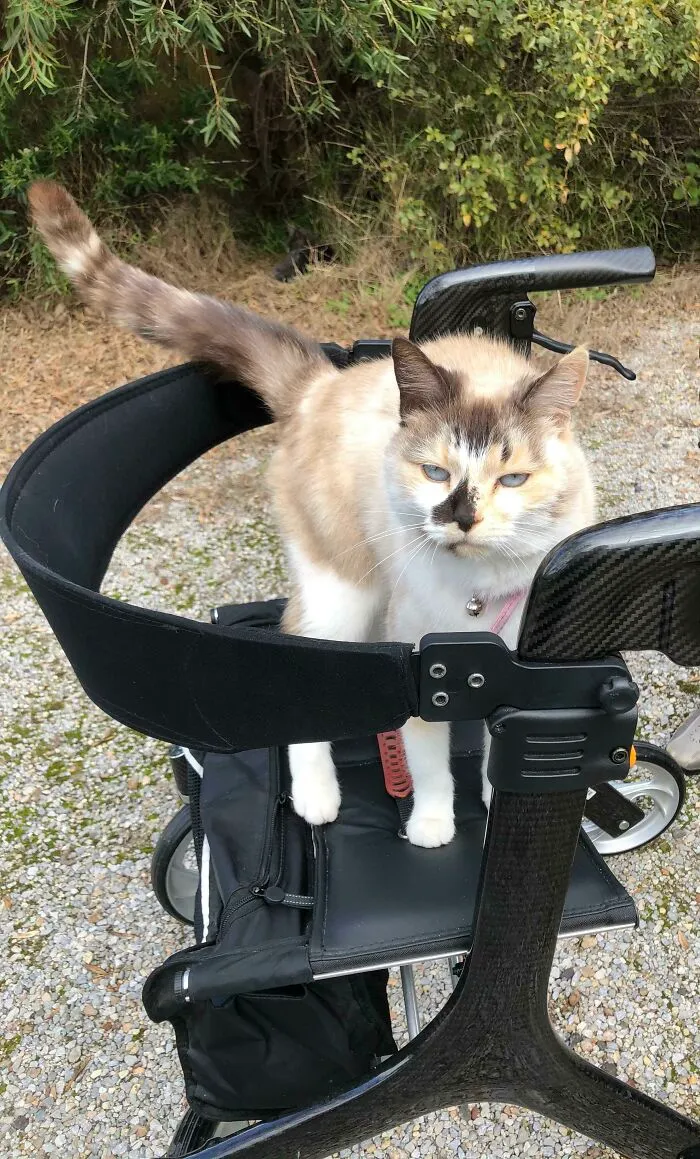 My Neighbours Cat Has Realised My Mum Can’t Bend Down To Pat Her Anymore So She Jumps Up On Her Walker To Say A Quick Hello When She Sees Her