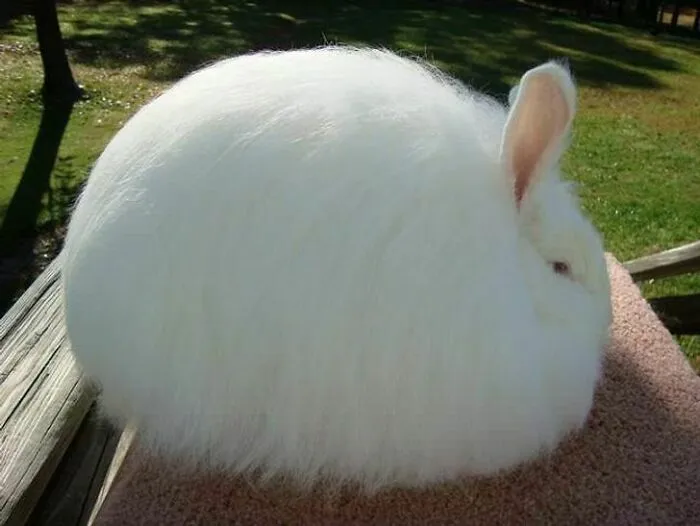 An Insanely Fluffy Bunny