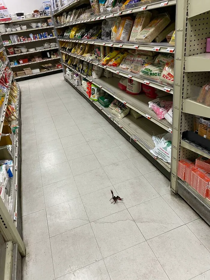 There Is A Live Crayfish Defending The Rice Aisle In My Local Asian Market