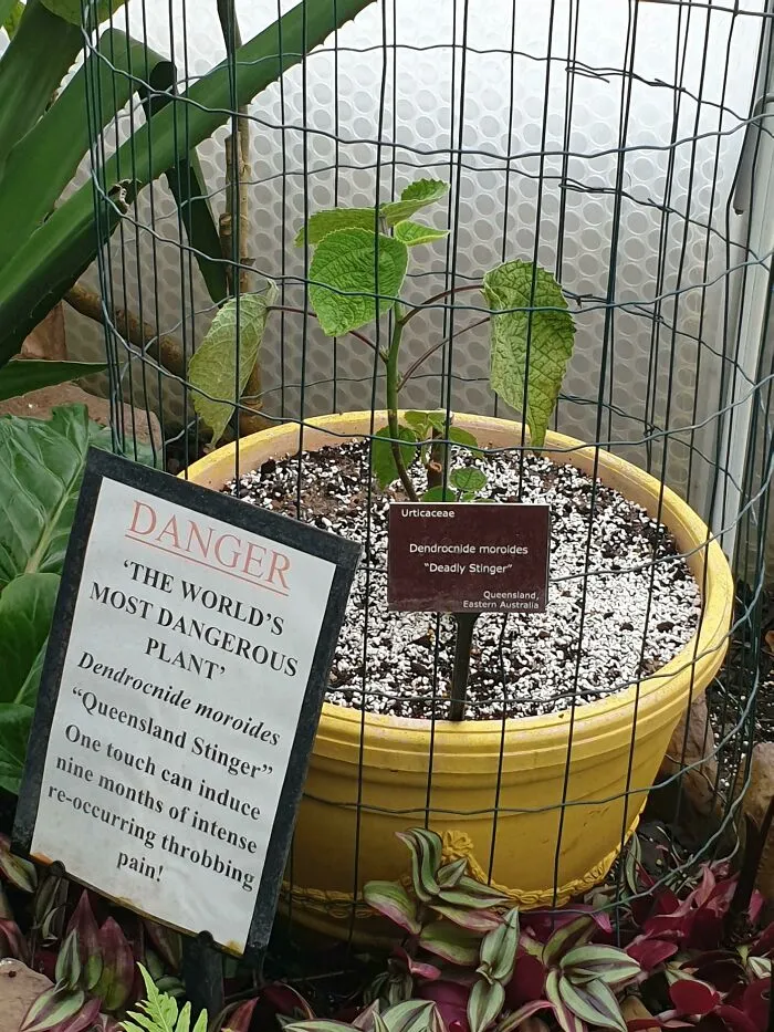 La planta más peligrosa del mundo