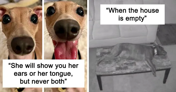 “What’s Wrong With Your Dog?”: People Are Posting Pictures Of ‘Malfunctioning’ Dogs (50 New Pics)