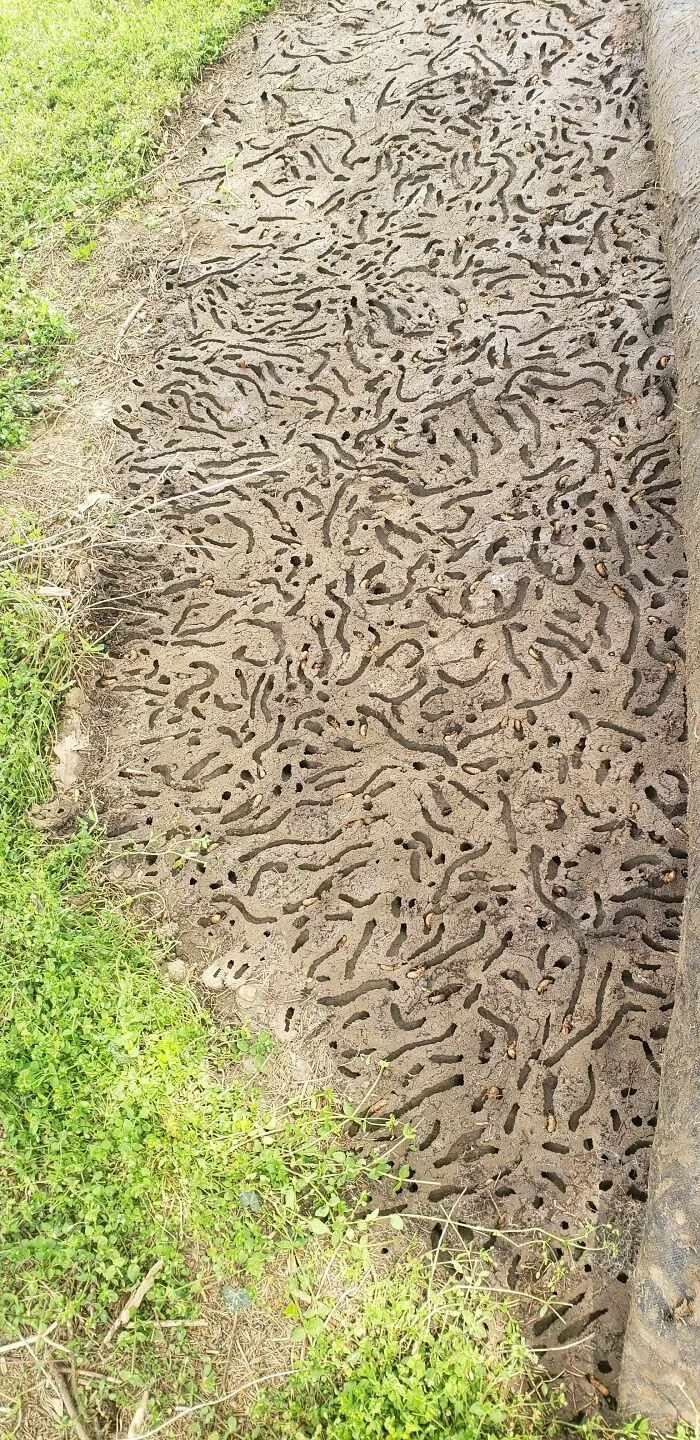 Después de 17 años bajo tierra, millones de cigarras eclosionaron para sembrar el caos en varias zonas de EEUU (18 fotos)