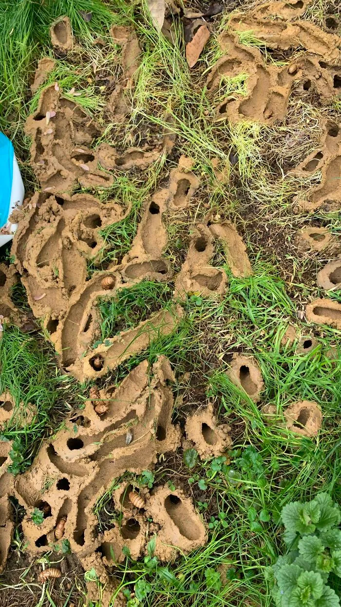 Después de 17 años bajo tierra, millones de cigarras eclosionaron para sembrar el caos en varias zonas de EEUU (18 fotos)