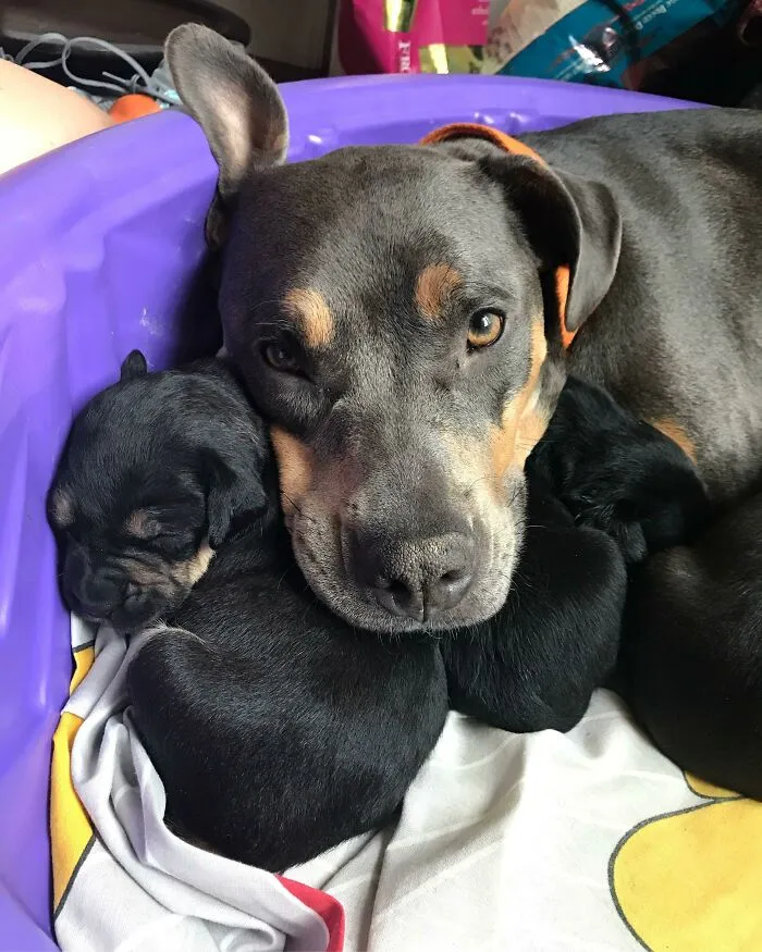 Una madre y sus pequeños y adorables bebés. ¿Pueden creer que la iban a sacrificar?