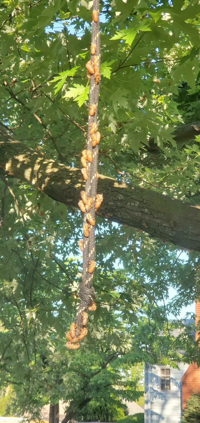 Después de 17 años bajo tierra, millones de cigarras eclosionaron para sembrar el caos en varias zonas de EEUU (18 fotos)