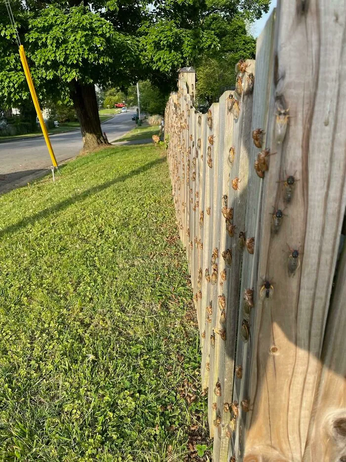 Después de 17 años bajo tierra, millones de cigarras eclosionaron para sembrar el caos en varias zonas de EEUU (18 fotos)