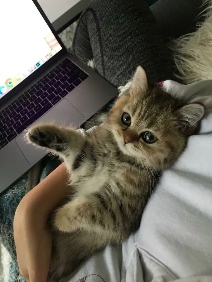 She Demands Cuddles On Days I Get To Work From Home