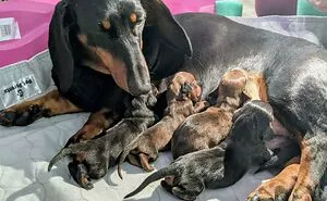 50 Proud Dog Mommies With Their Puppies (New Pics)