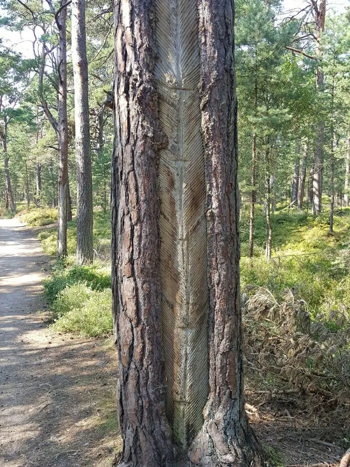 What Is This V-Shaped Scoring? Found In Germany