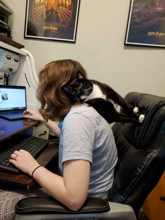 Mi gato es el más mimoso del mundo. Ama que lo levanten, que lo besen, que lo abracen, y tomar siestas en mi regazo. Esto es lo que ocurre cuando intento trabajar