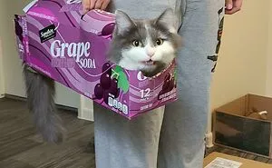 50 Spoiled Cats That Probably Live Better Than You (New Pics)