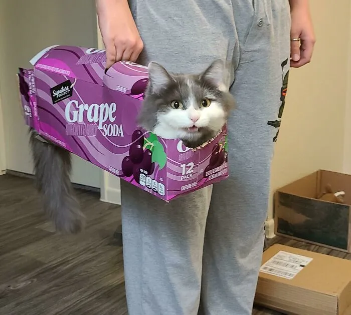 A Bean le gusta que lo lleven dentro de cajas de refrescos vacías