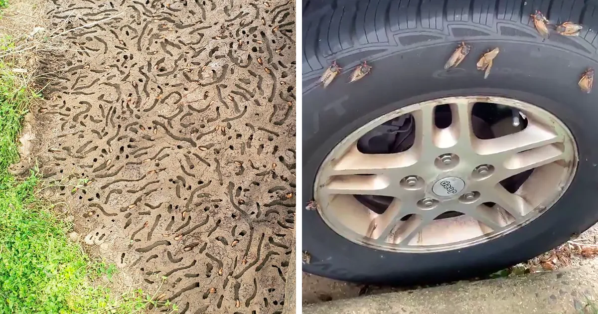 Después de 17 años bajo tierra, millones de cigarras eclosionaron para sembrar el caos en varias zonas de EEUU (18 fotos)