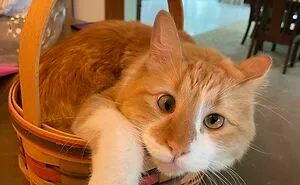 50 Cats Acting So Cute, People Just Had To Stop And Snap A Picture