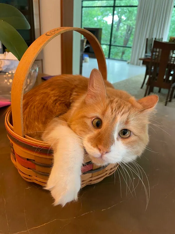 Louis tiene un ojo desviado, pero creo que eso lo vuelve todavía más adorable