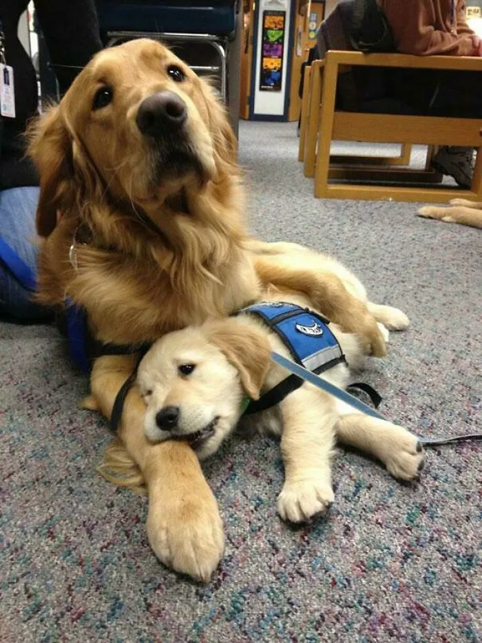 Esta mama canina reconfortaba a su bebé en su primer día en la escuela de policía canino