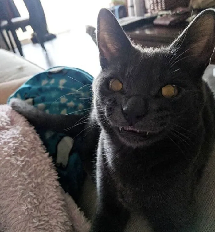 Golden Eyes, Wicked Smile