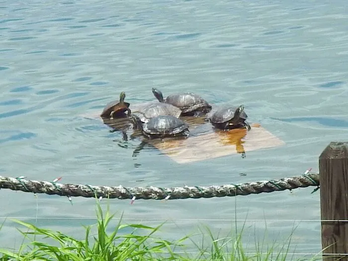 Mi abuelo construyó un muelle flotante para las tortugas en el lago junto a su casa, y a las tortugas les encanta